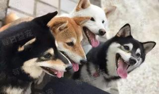 动物餐厅柴犬怎么解锁
